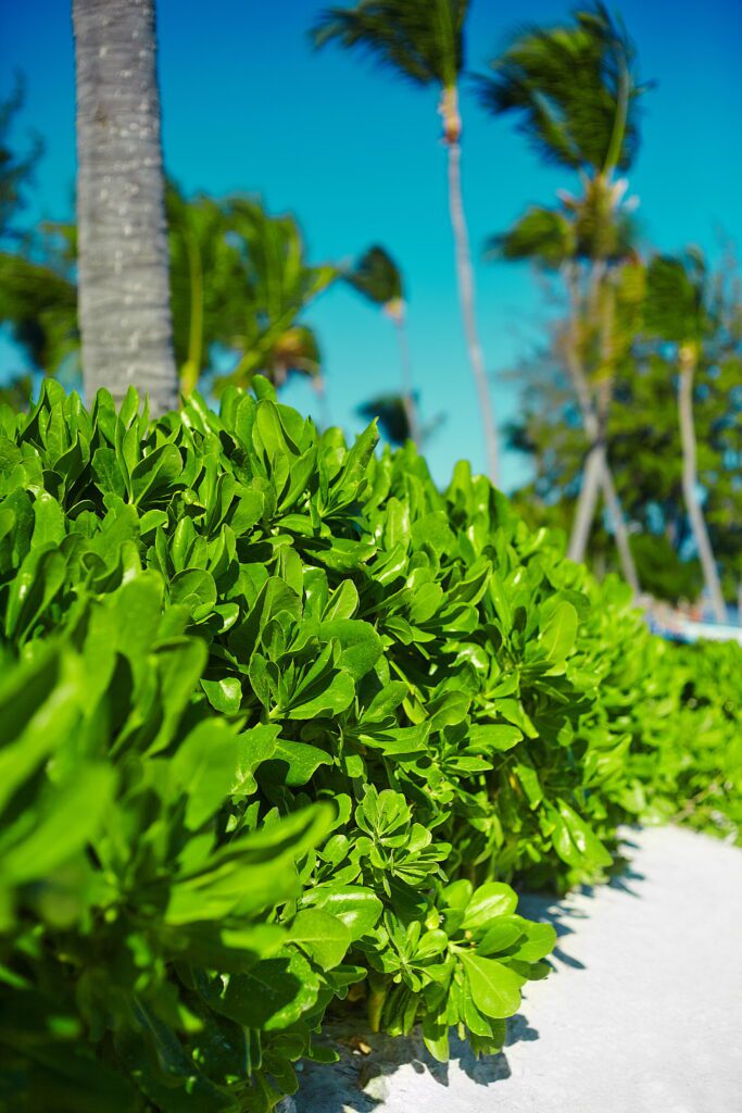 The Benefits of a Green Roof Villa in Koh Samui