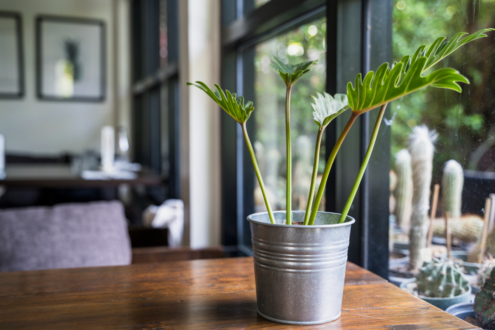 Using Plants to Decorate Your Interior
