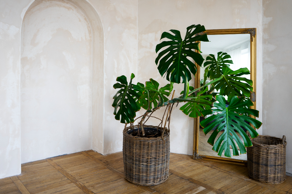 Using Plants to Decorate Your Interior