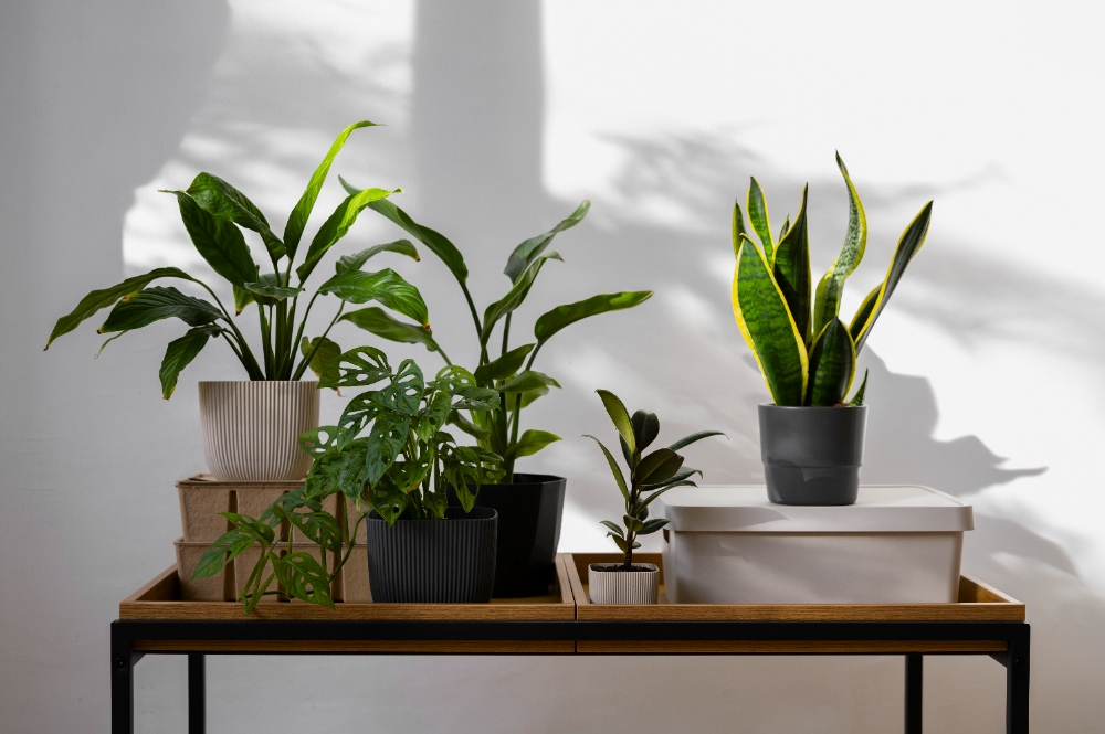 Using Plants to Decorate Your Interior