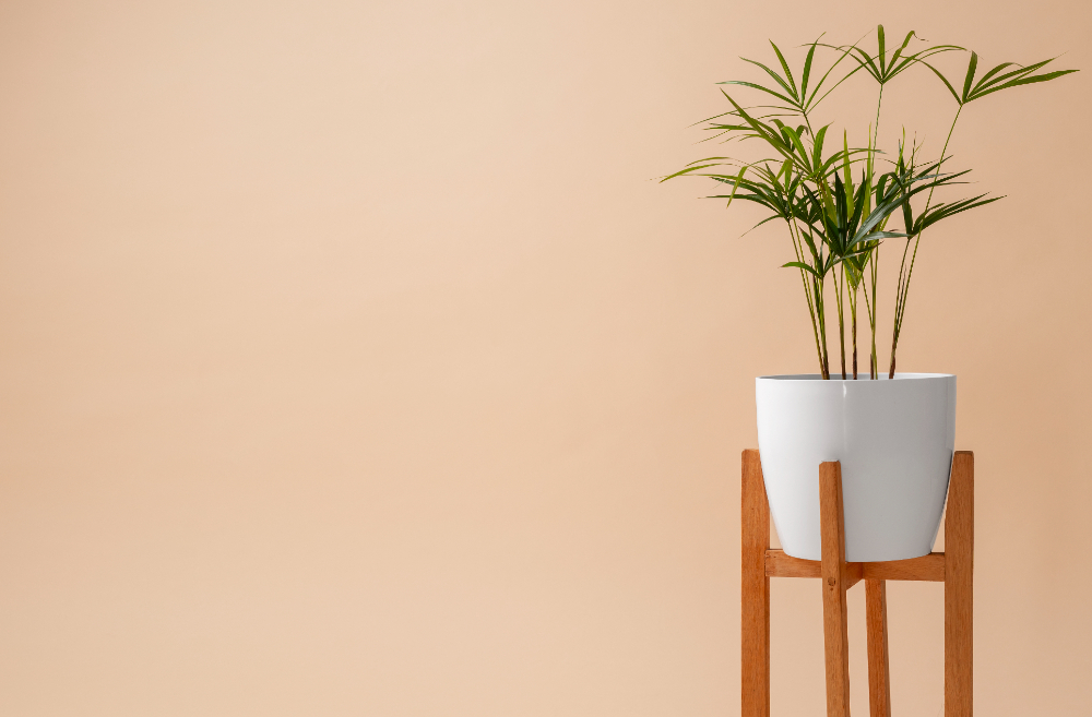 Using Plants to Decorate Your Interior
